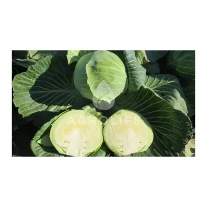 Bloktor F1 / Блоктор F1