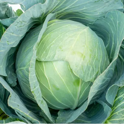 Bluesma / Блюзма