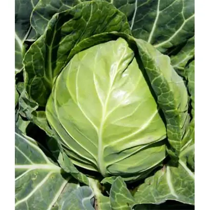 BOLIKOR / БОЛІКОР