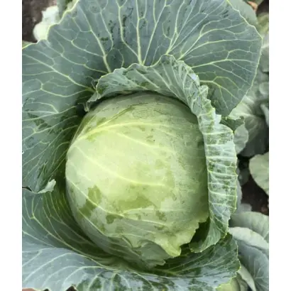 Botran / Ботран