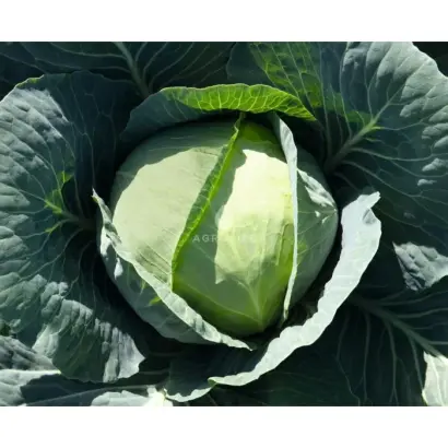 Bronco F1 / Бронко F1