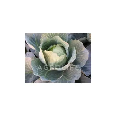 Busoni / Бузоні