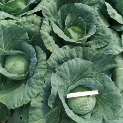 Bucharest / Бухарест