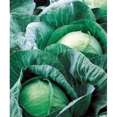 Вестрs F1 / Вестри F1