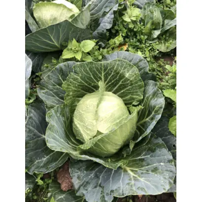 Virdzhyniia / Вірджинія