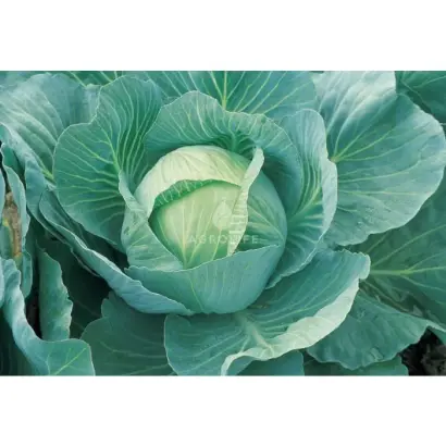 VISCOUNT / Вісконт