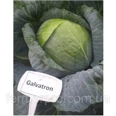 Galvatron / Галватрон