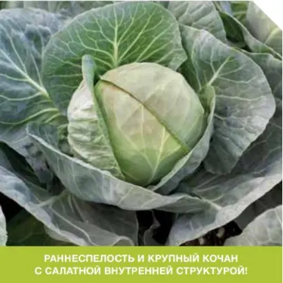 GALLICAN / ГАЛЛІКАН