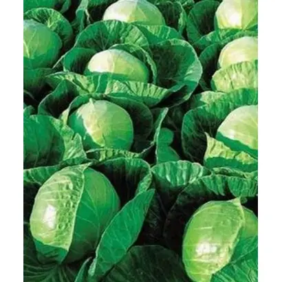 Гермес F1 / Гермес F1