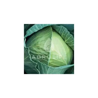 GLORIA STAR / ГЛОРІЯ СТАР