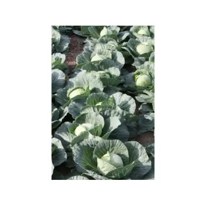 Golden Cross F1 / Голден Кросс F1