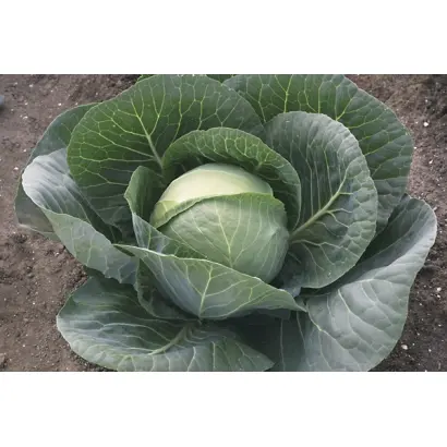 GREPALA / ГРЕПАЛА