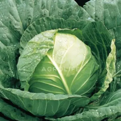 Green Flash / Грін Флеш