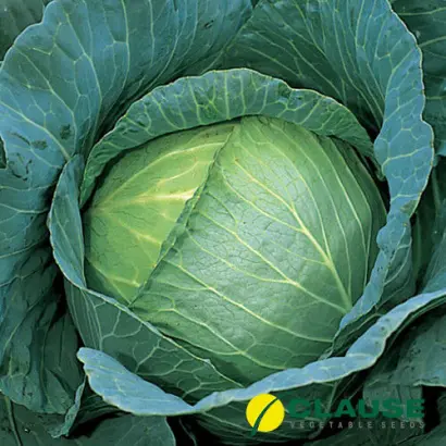 Decurion / Декуріон