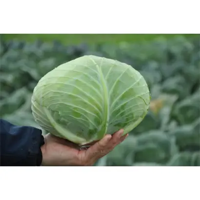 Gintama / Джинтама