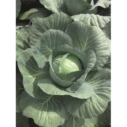 Jubilee F1 / Джубілі F1