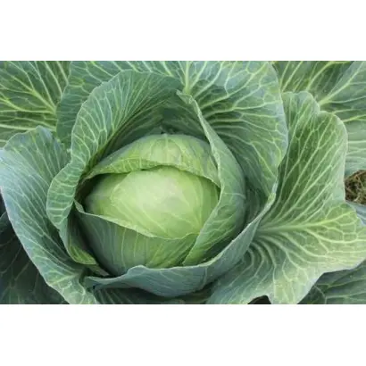 Дитмаршер фрюер