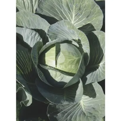 Expect / Експект