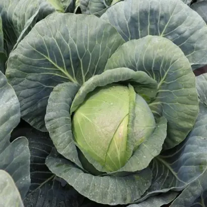 EXPLORER / ЕКСПЛОРЕР