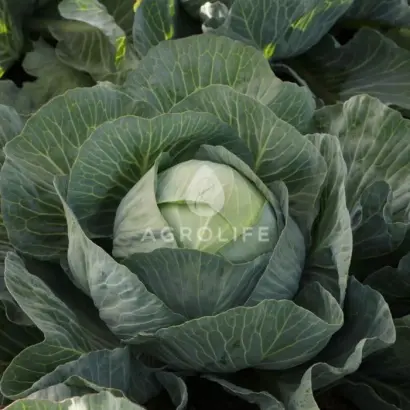 ELASTOR / ЕЛАСТОР