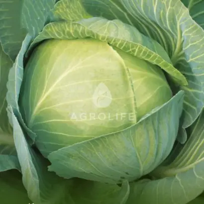 EPIKUR / ЕПІКУР