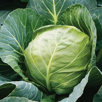 Jetma F1 / Єтма F1