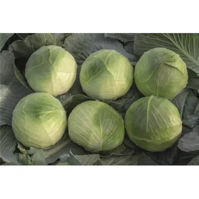 Zacapa / Закапа