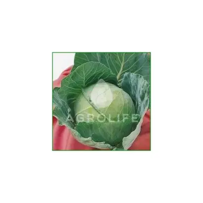 Zennith F1 / Зеніт F1