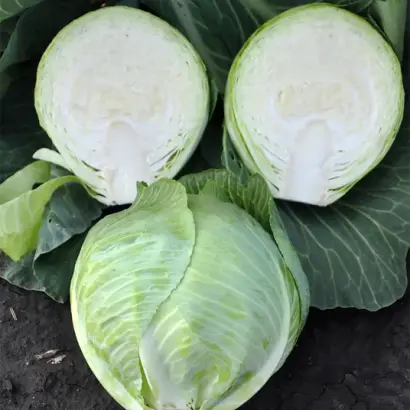 Zoltan / Золтан