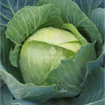 Kabinet / Кабінет