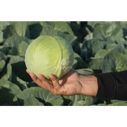 Kaluga / Калуга