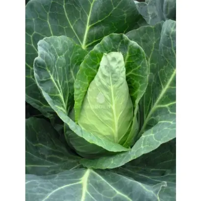 Caraflex F1 / Карафлекс F1