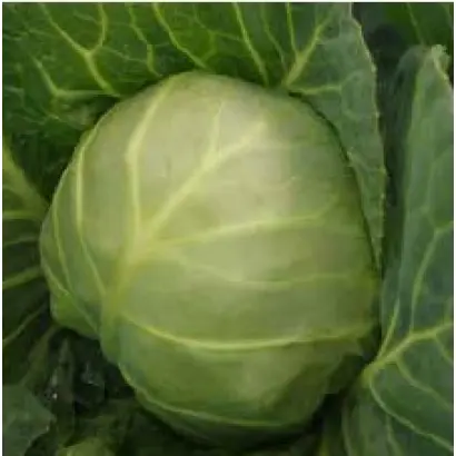 Carrera / Каррера