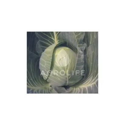 Castello F1 / Кастелло F1