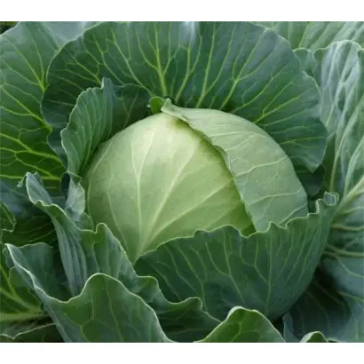 Katarina / Катаріна