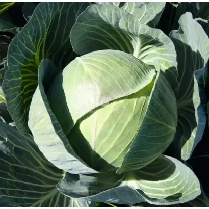 Counter / Каунтер