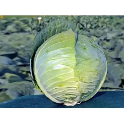 Cabton / Кебтон