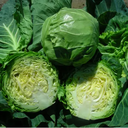 Kevin F1 / Кевін F1