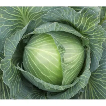 KEPLER / КЕПЛЕР