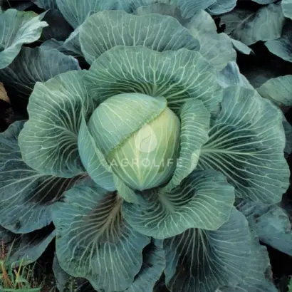 Kilaton F1 / Кілатон F1