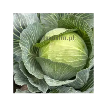 KILAFOX / КІЛАФОКС