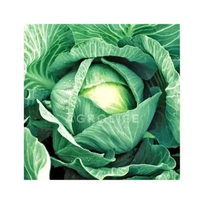 Kilaherb F1 / Кілогерб F1