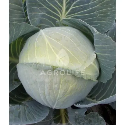 Kolia F1 / Колія F1