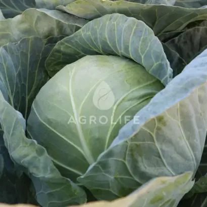 Komati / Коматі