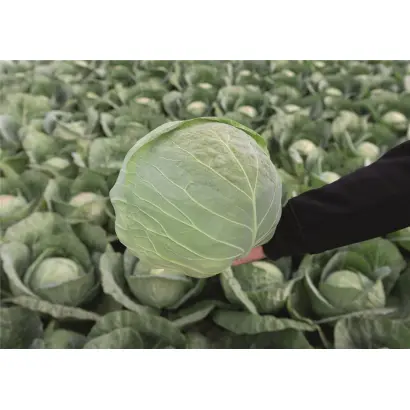 Conqueror / Конкерор