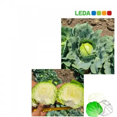 Korata / Кората