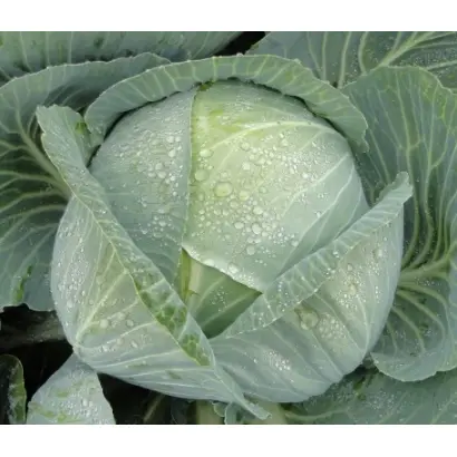 KRONOS / КРОНОС