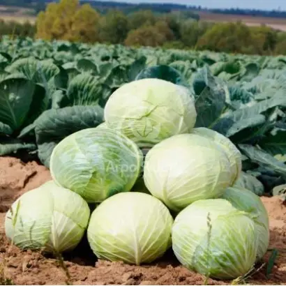 Larsia / Ларсіа