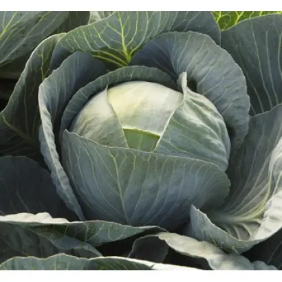 Lexicon / Лексікон