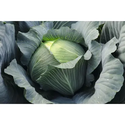 Leopold F1 / Леопольд F1